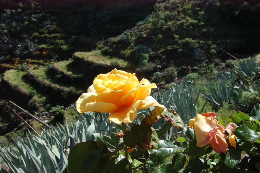 Casa El Anden Villa El Cedro ภายนอก รูปภาพ